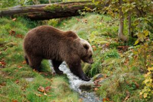 Slowenien: Auswärtiges Amt gibt Bären-Hinweis