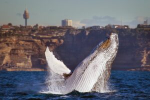 Aus Sydney direkt zu den Buckelwalen