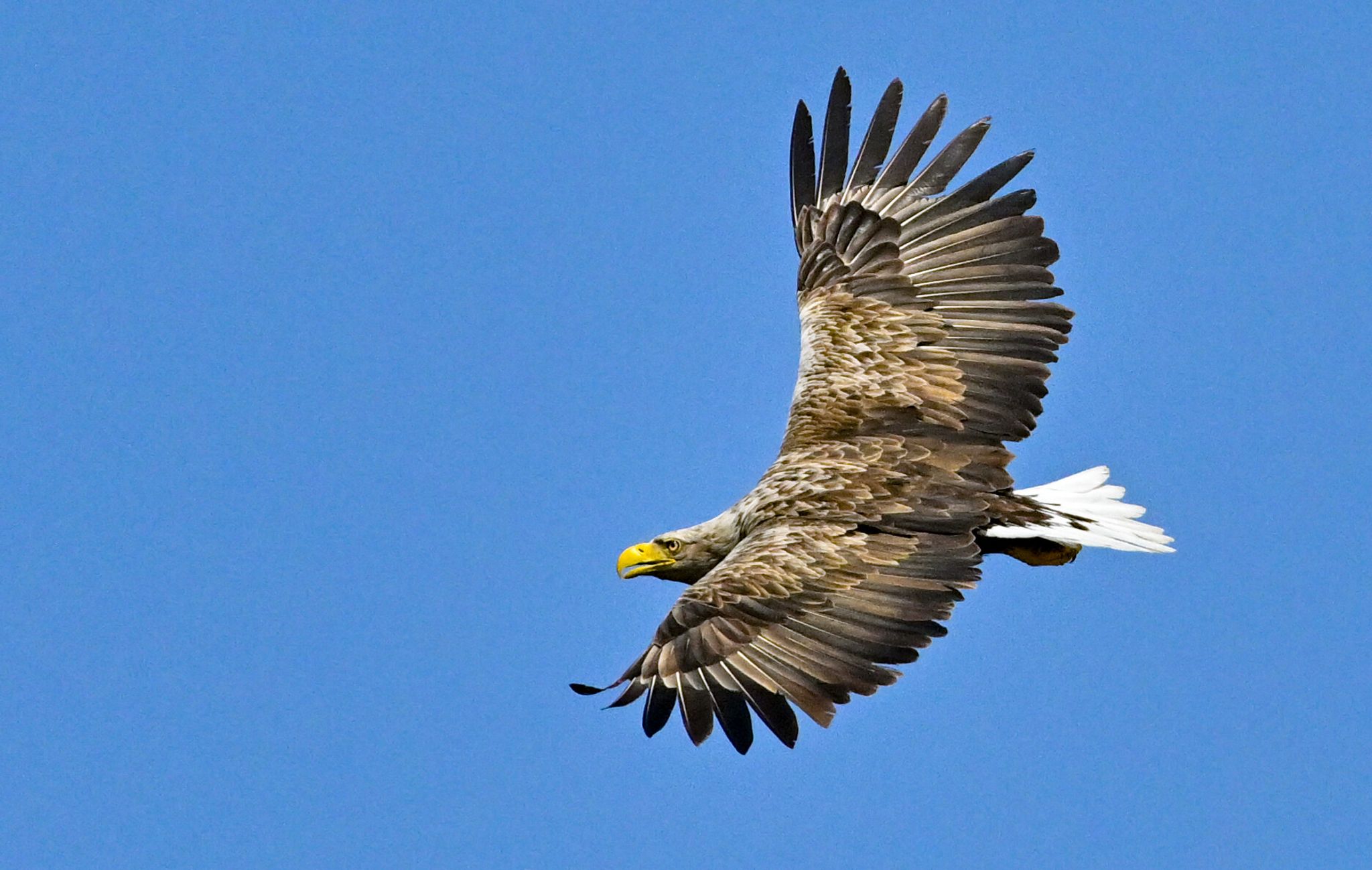 König der Lüfte: Zu den Seeadlern in der Pommerschen Bucht